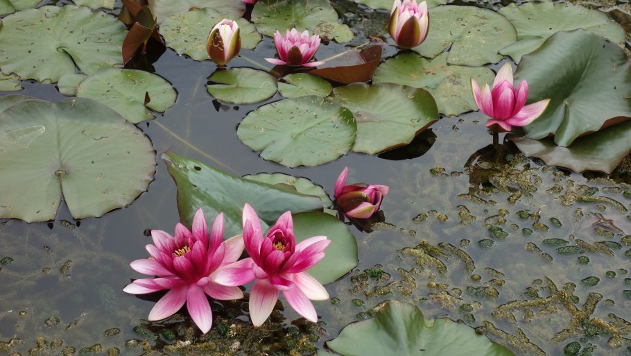 Кувшинка белая (Nymphaea Alba)