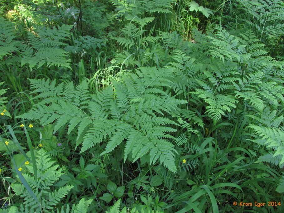 Pteridium pinetorum