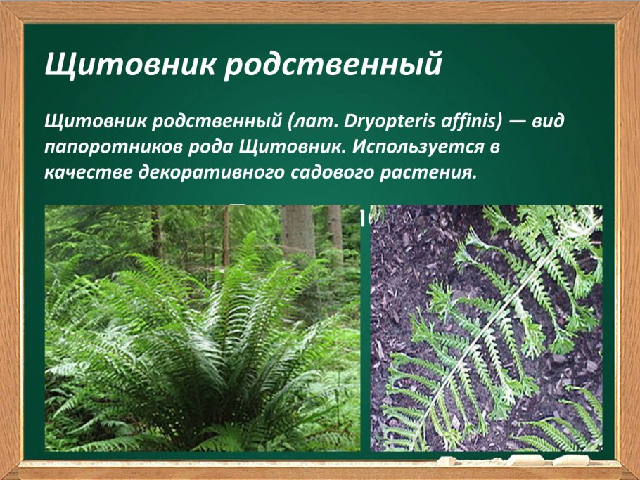 Папоротник орляк обыкновенный