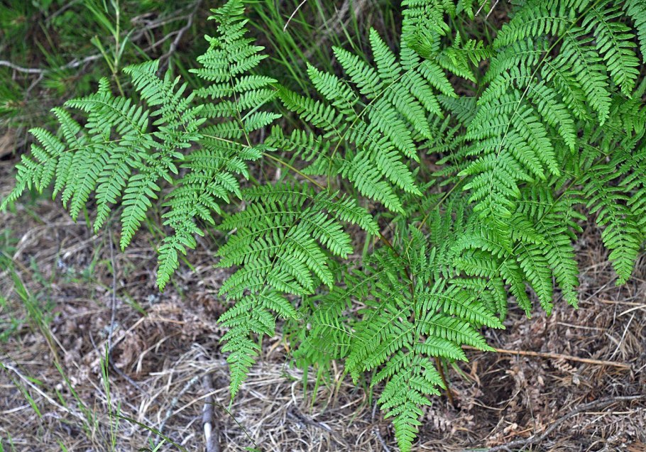 Pteridium aquilinum гербарий