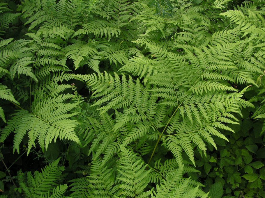 Pteridium aquilinum старение