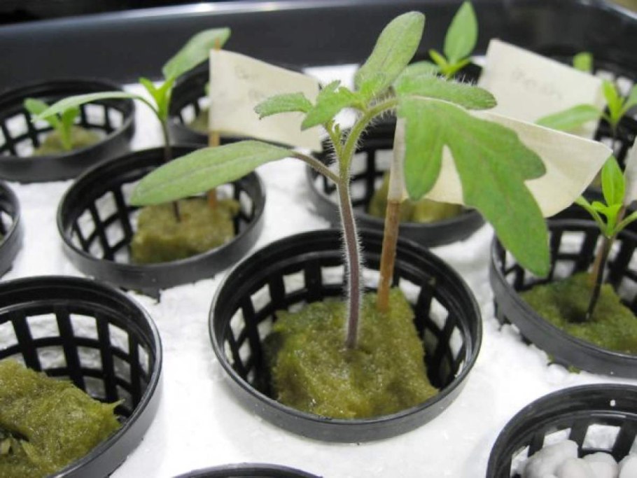 Авокадо на гидропонике