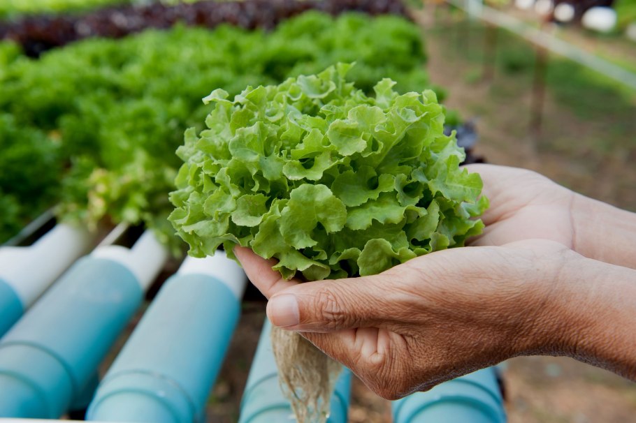 Салат на гидропонике