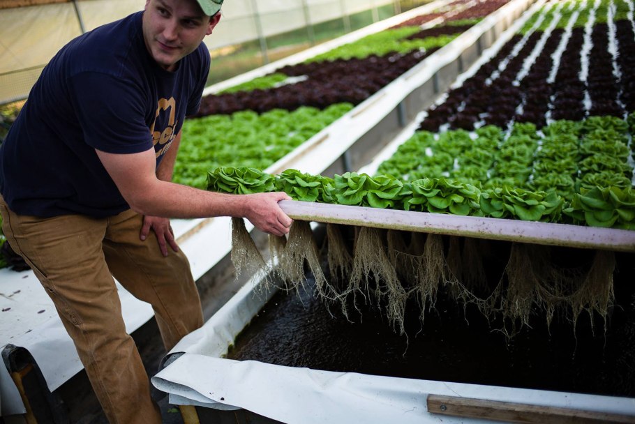 Аквапоника клубника