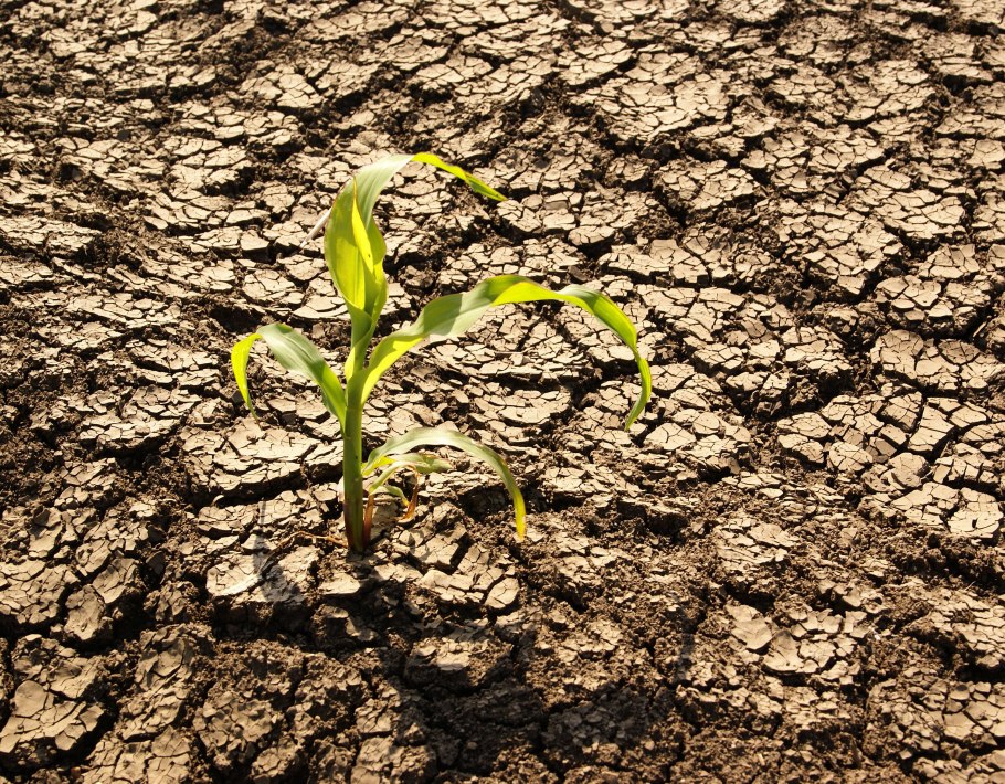 Неплодородная почва