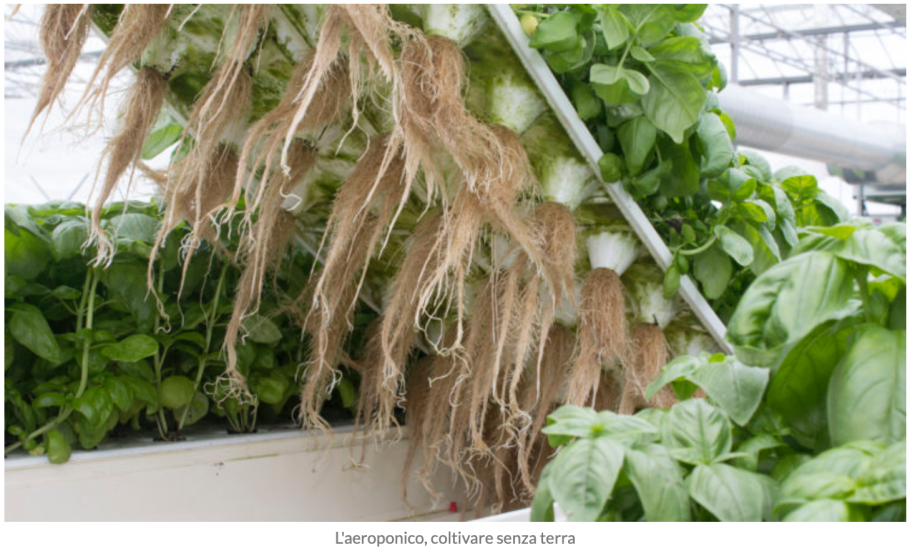 Аэропоника корни