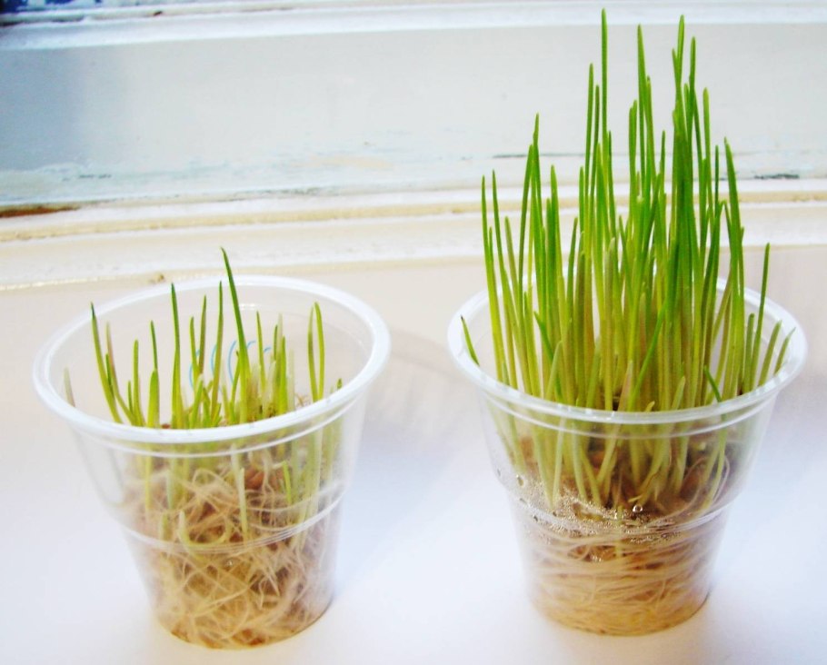 Ростки пшеницы в стаканчике