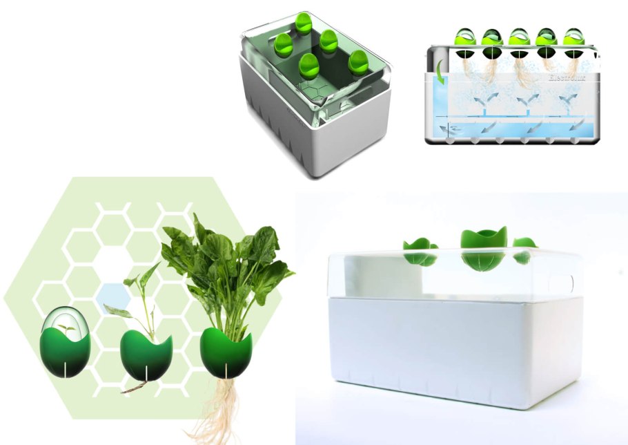 Растения на гидропонике