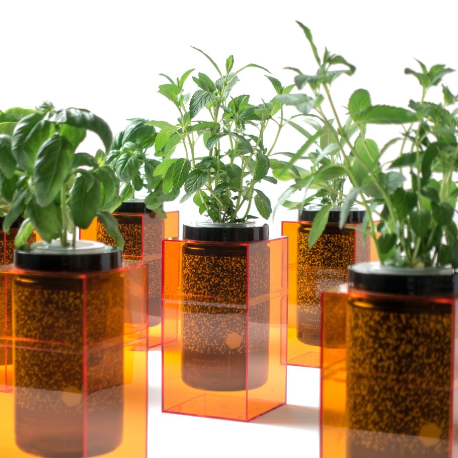 Rastenia гидропоника