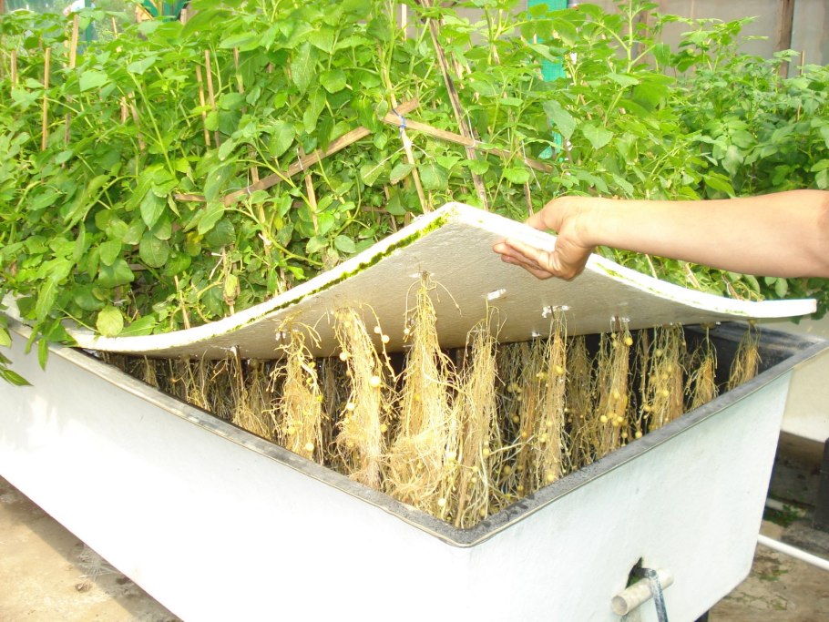 Воздушная культура (аэропоника)