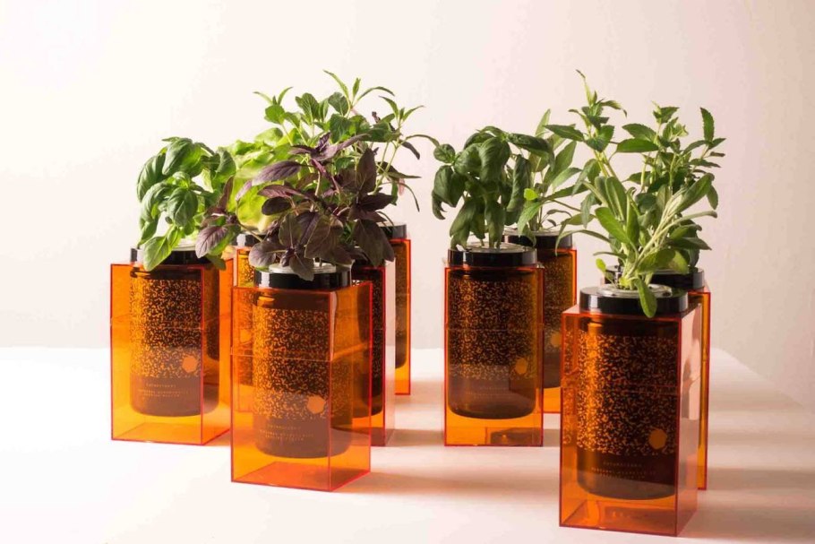 Цветок гидропон