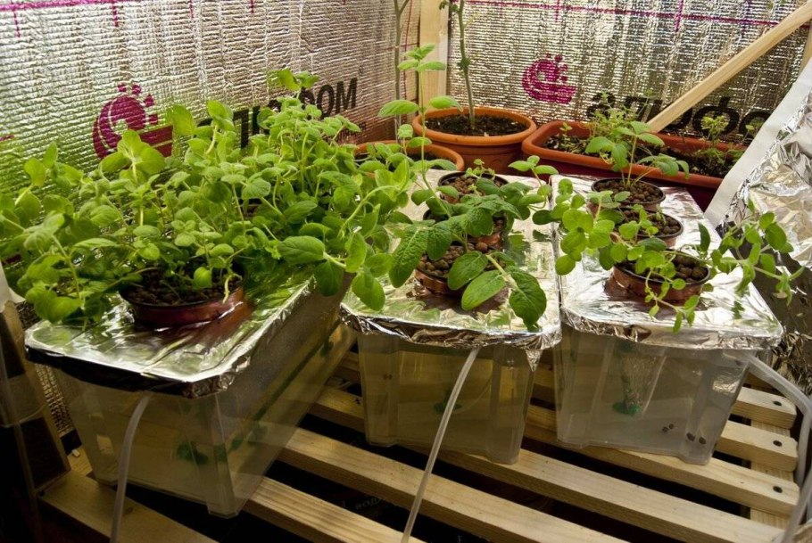 Комнатные растения на гидропонике