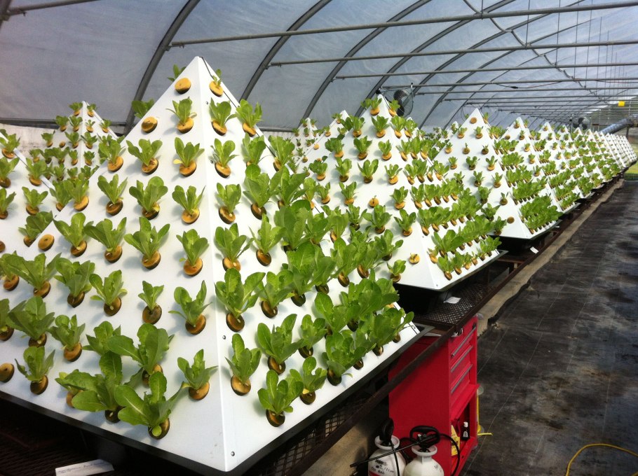 Рост растений