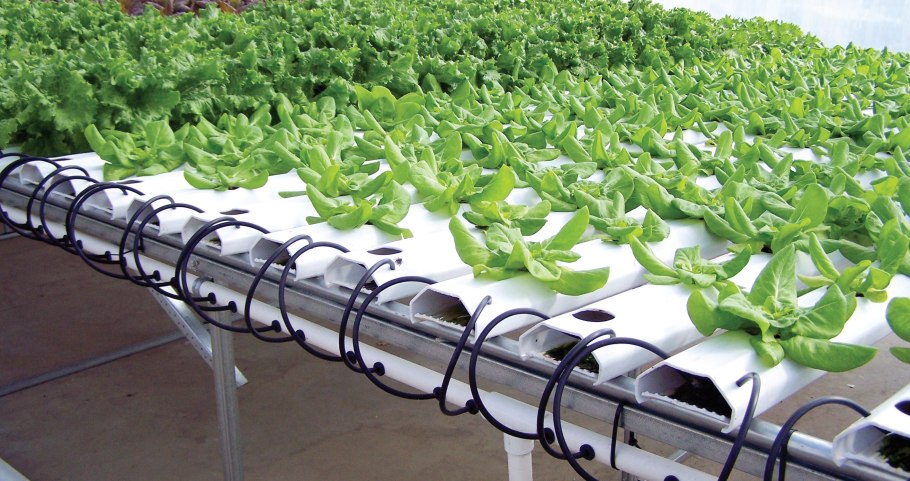 Гибель растений от засухи