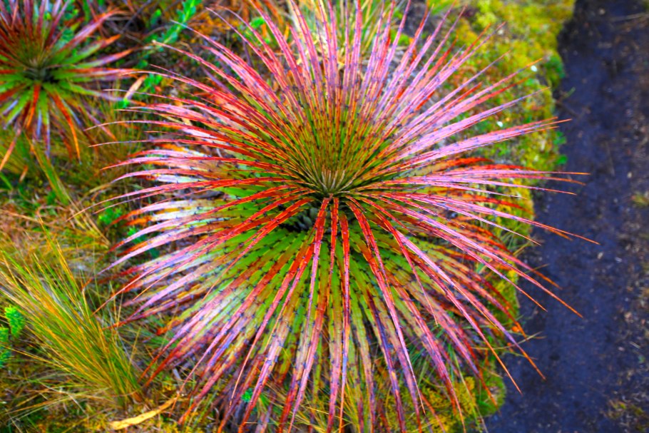 Необыкновенные растения Евразии