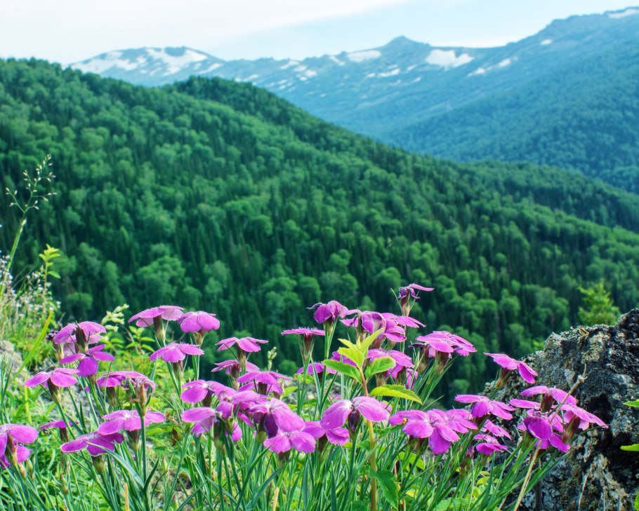 Тигирекский заповедник растения