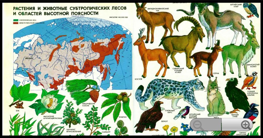 Области ВЫСОТНОЙ поясности животный мир