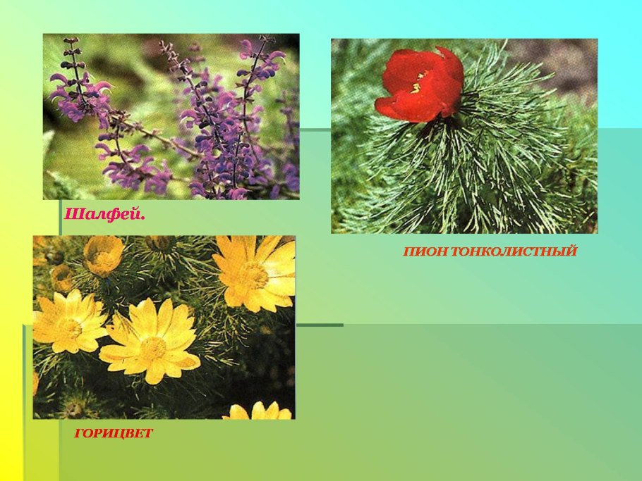 Растительный и животный мир материков