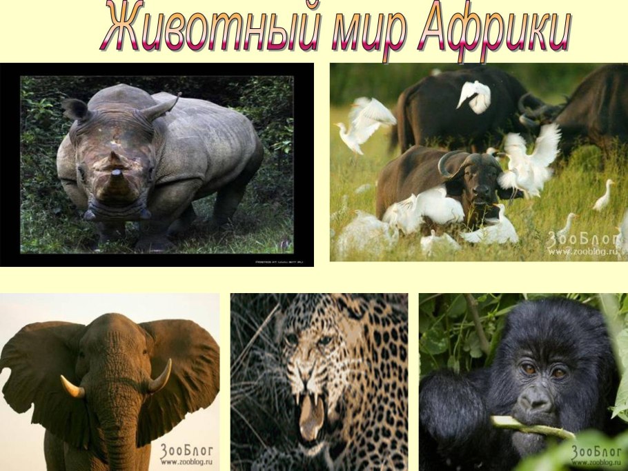 Животные Евразии бурый медведь