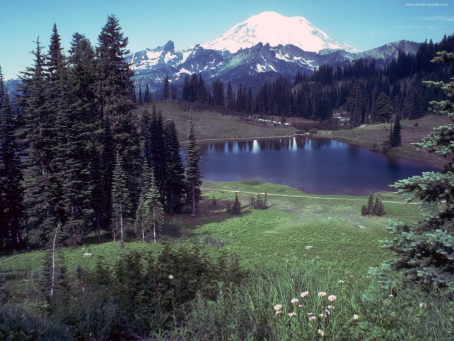 Природные зоны России смешанные и широколиственные леса