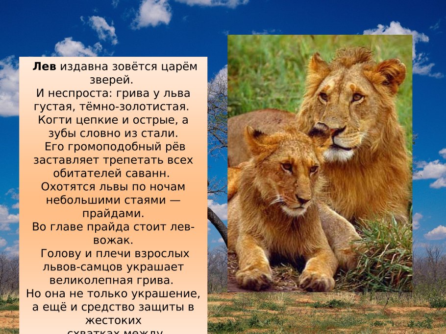 Смешанные леса и широколиственные леса России