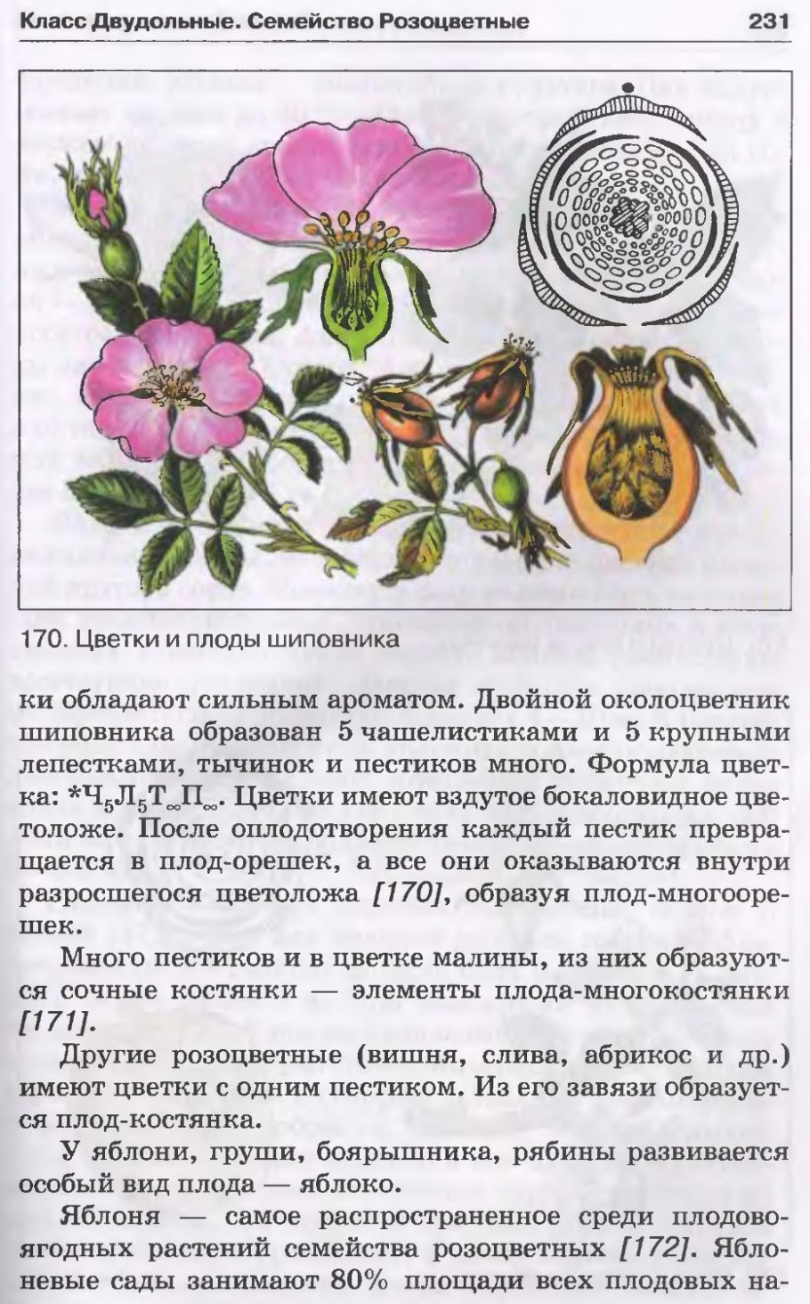 Учебник по биологии 6 класс Пасечник ботаника
