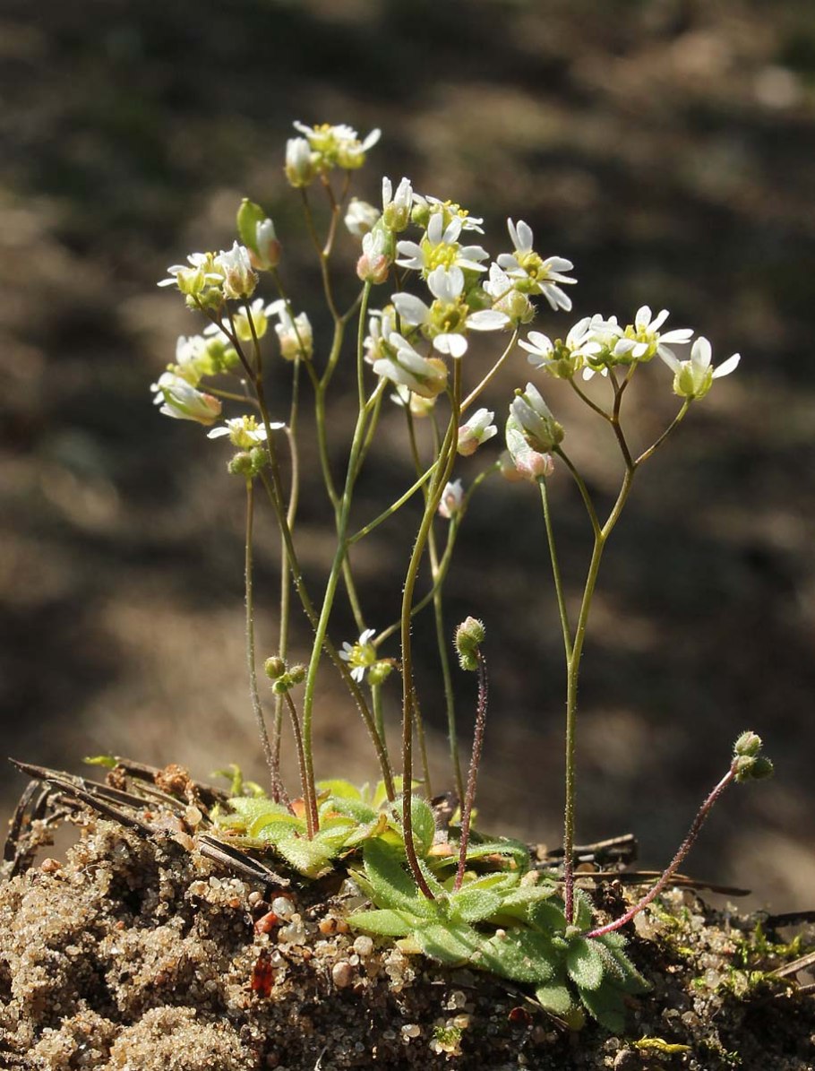 Крупка Весенняя (Draba Verna (Erophila Verna)