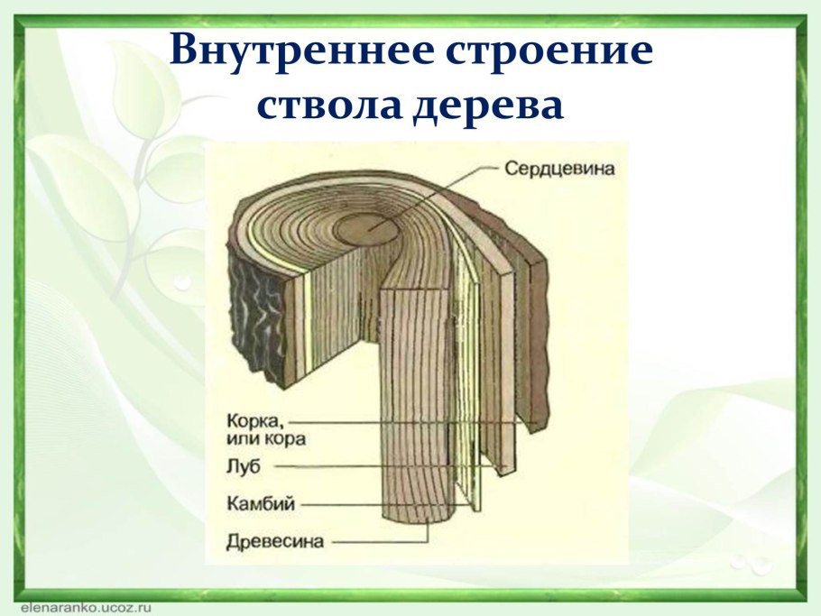 Строение ствола дерева камбий