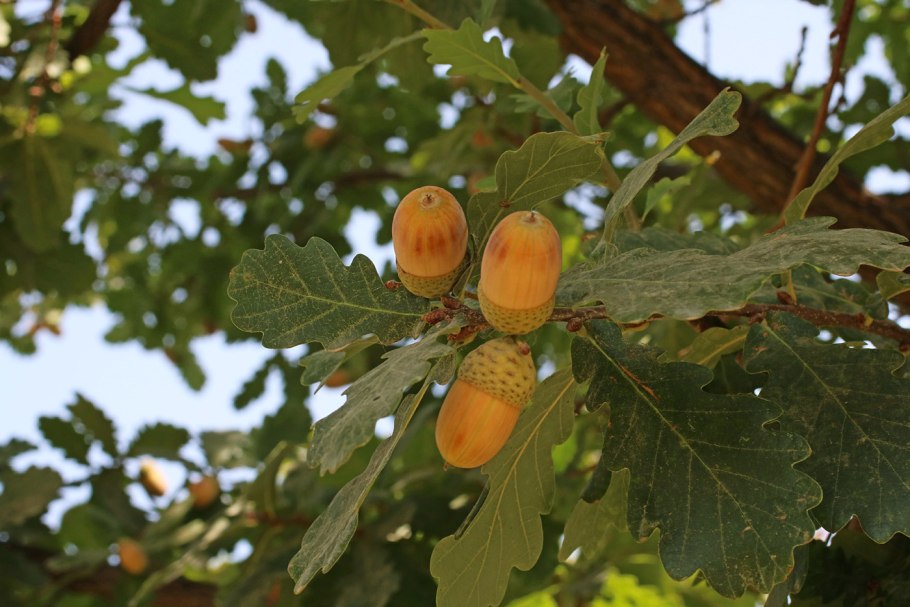 Дуб черешчатый (Quercus Robur l.)
