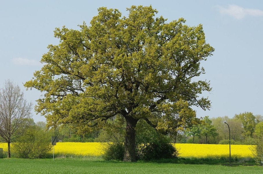 Дуб черешчатый (Quercus Robur l.)
