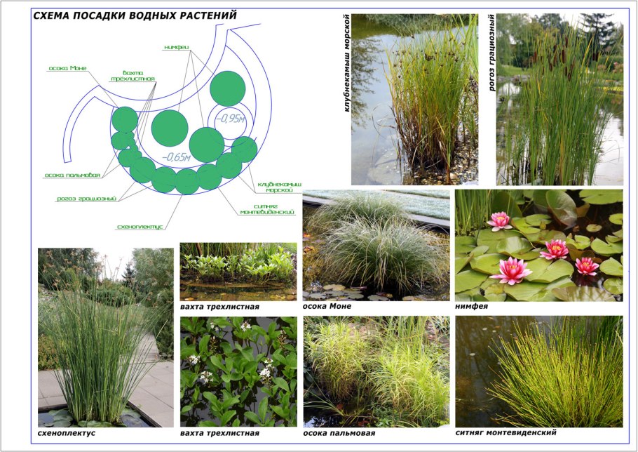 Схема растительности водоема