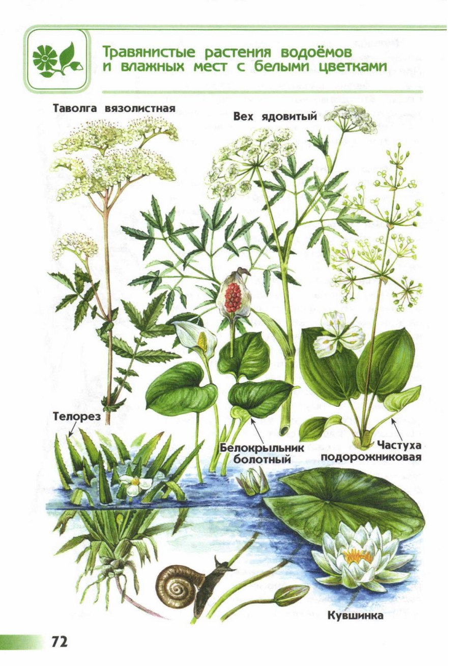 Атлас определитель от земли до неба растения пресного водоема