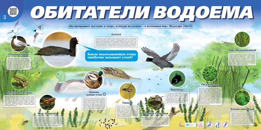 Кислотность почвы растительные индикаторы