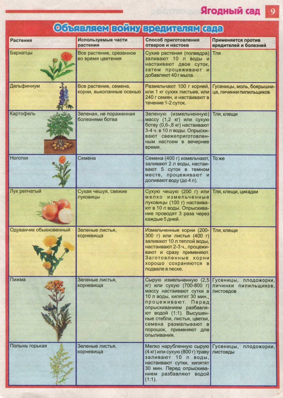 Схема защиты черешни от болезней и вредителей