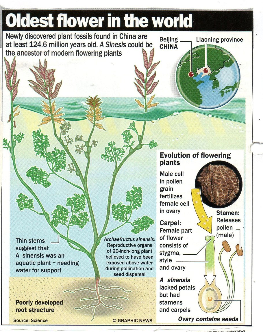 Классы отдела голосеменных растений