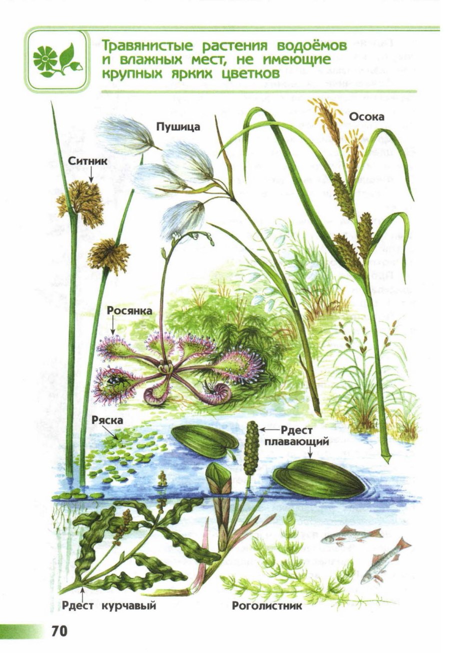 Атлас определитель растения пресного водоема