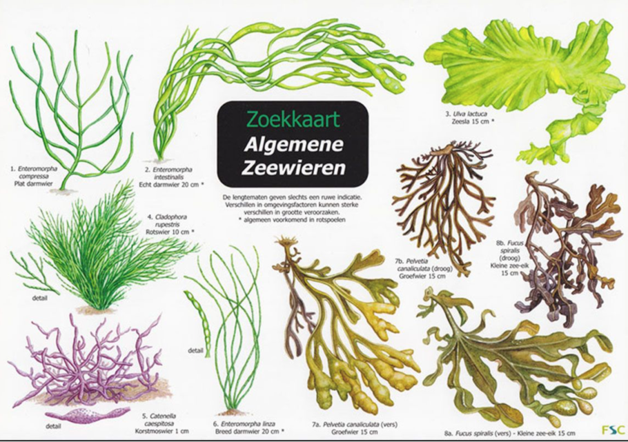Archaefructus liaoningensis растение