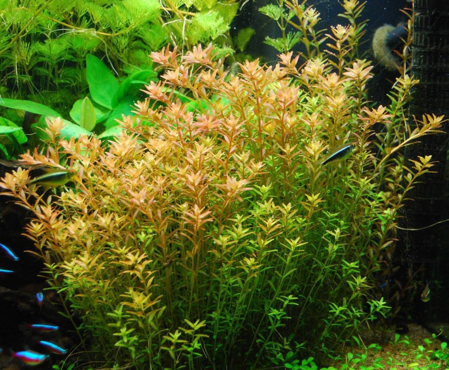 Аммания бонсай аквариумное растение