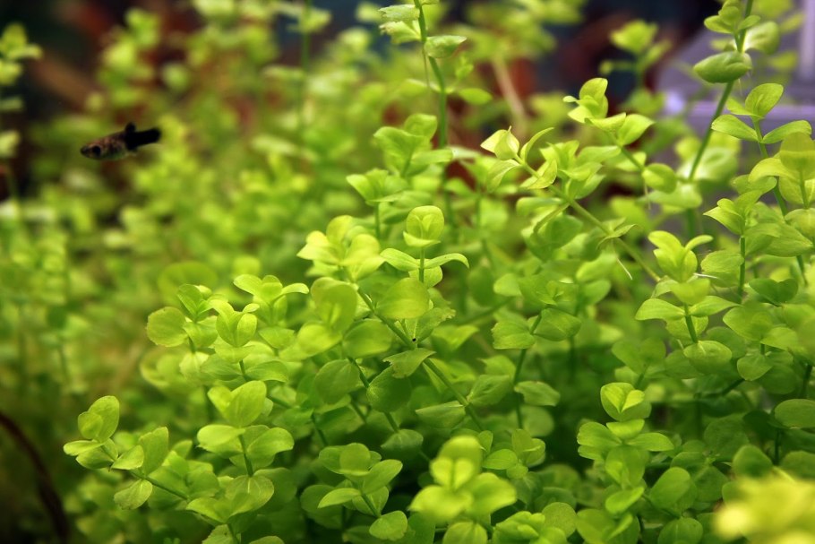 Ротала Индика аквариумное