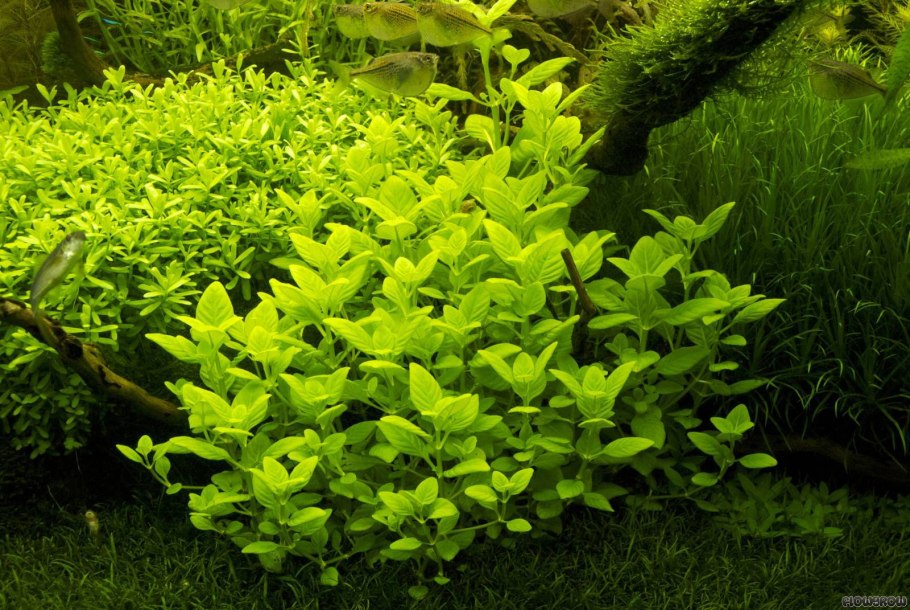 Ротала индийская (Rotala Indica)