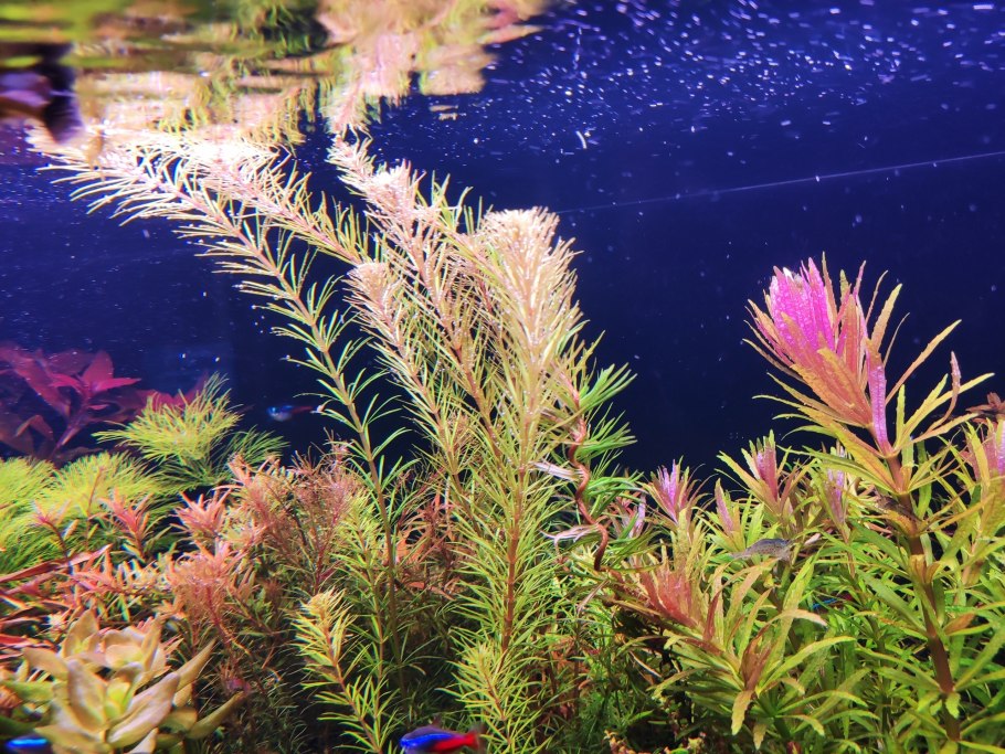 Лимнофила ругоза