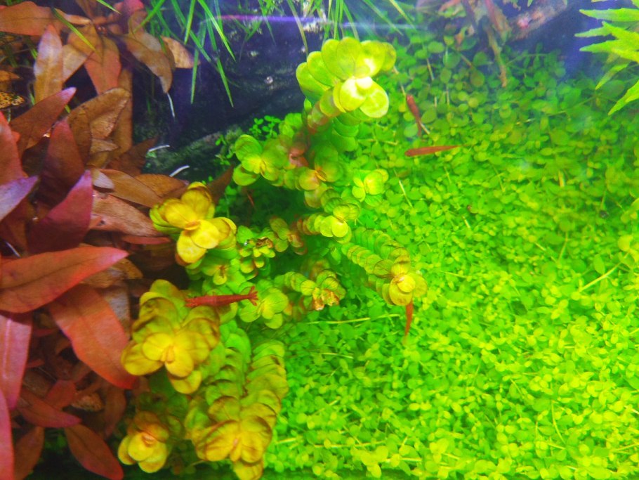 Стаурогин Браун