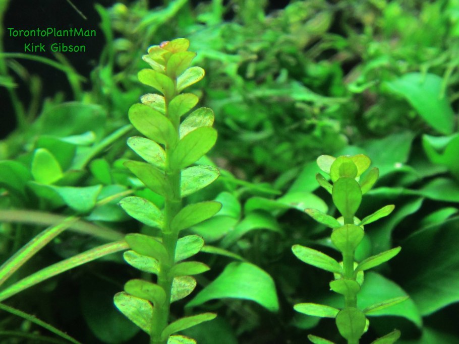 Аммония растение