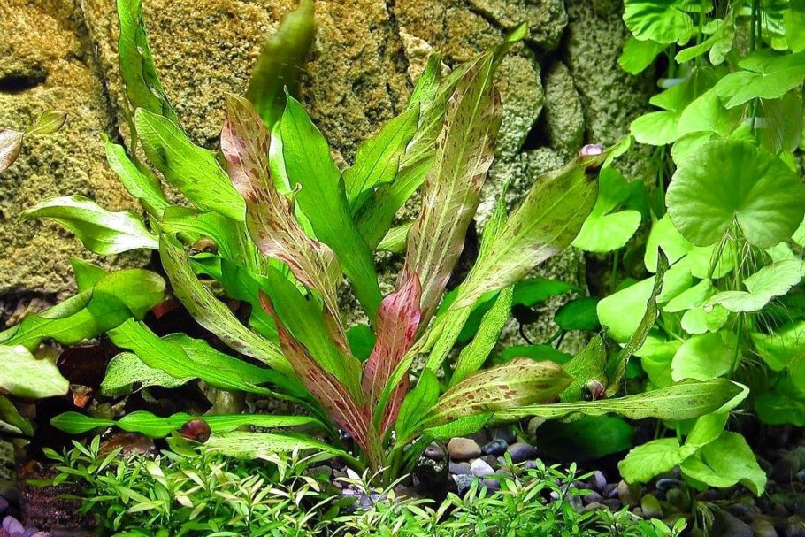 Бакопа Каролинская аквариумное растение