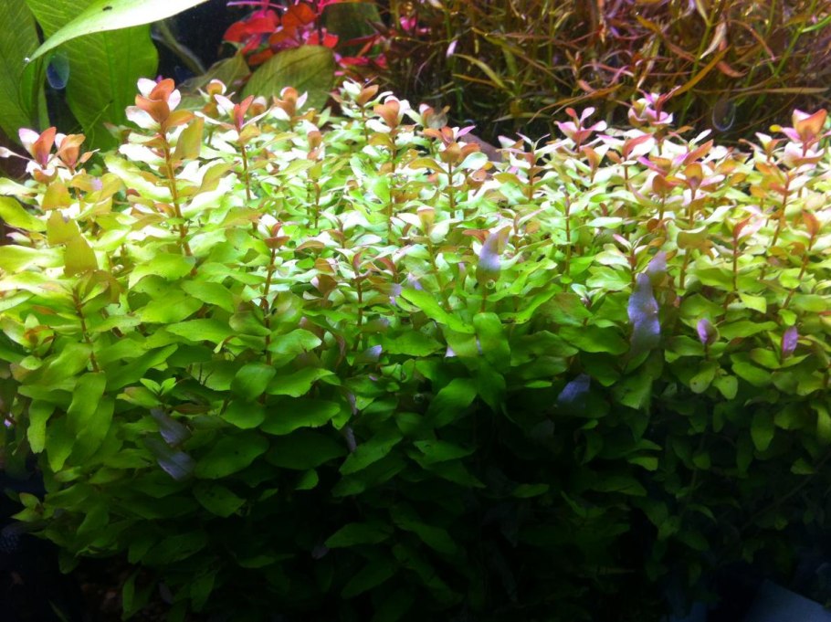 Аммания капителлата