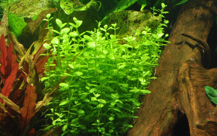 Ammannia senegalensis