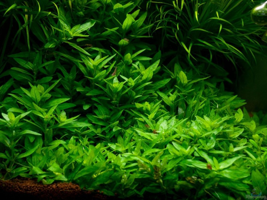 Лизимахия-аквариумное растение