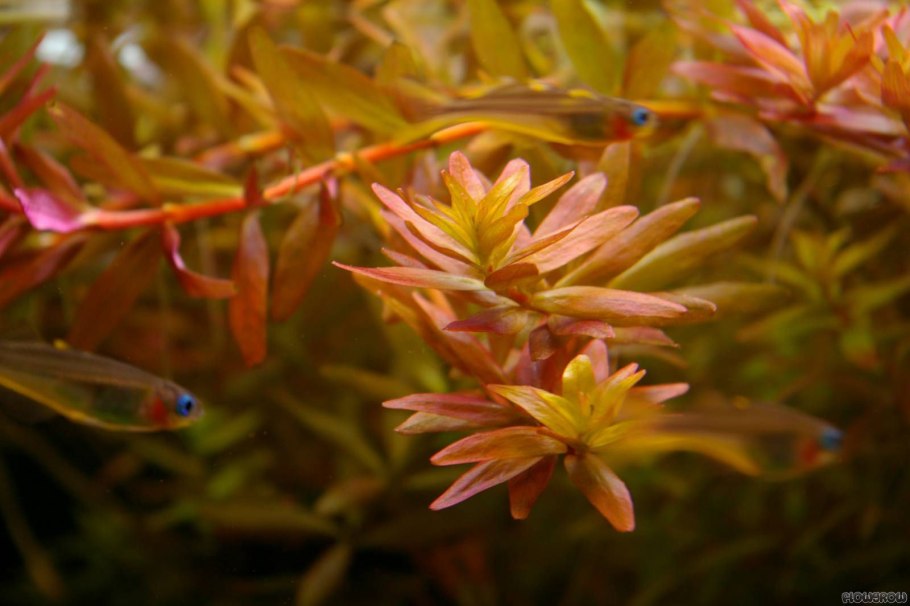 Аммания Сенегальская