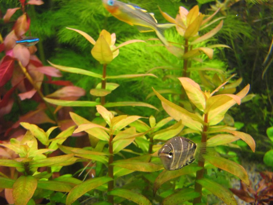 Хемиантус микрантемоидес стрижка