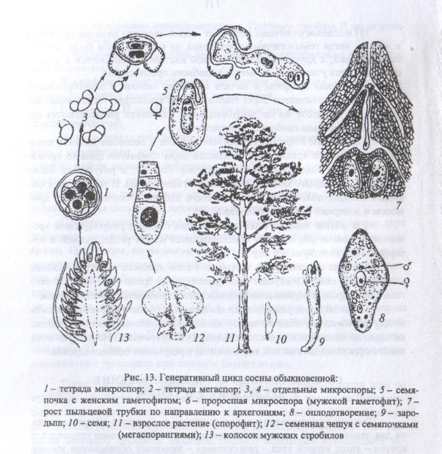 Кедр обыкновенный шишки